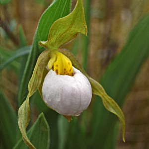Small White Lady’s-slipper in the Tall Grass Prairie Preserve | Lorne Heshka