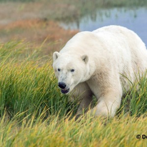 Polar bear approaches at Nanuk. | © Dennis Fast