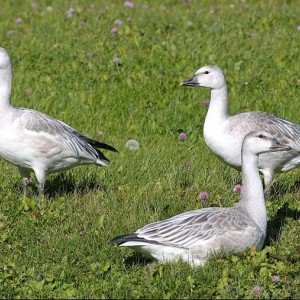Snow Goose juveniles at Victoria Beach in 2008 (Garry Budyk)