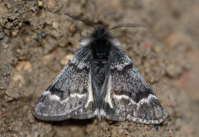 Spotting the First Moths of Spring in Manitoba | Nature Manitoba