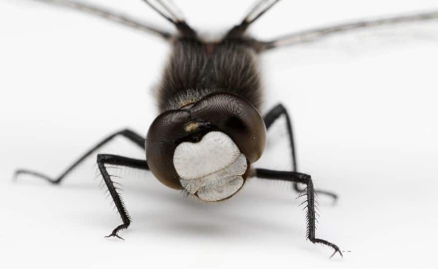 Aquatic Insects - Dragonfly