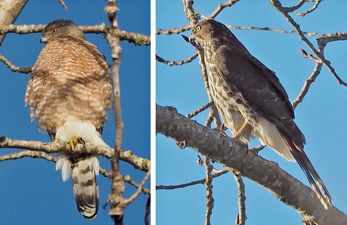 bird of month photo cooper's hawk coha#1