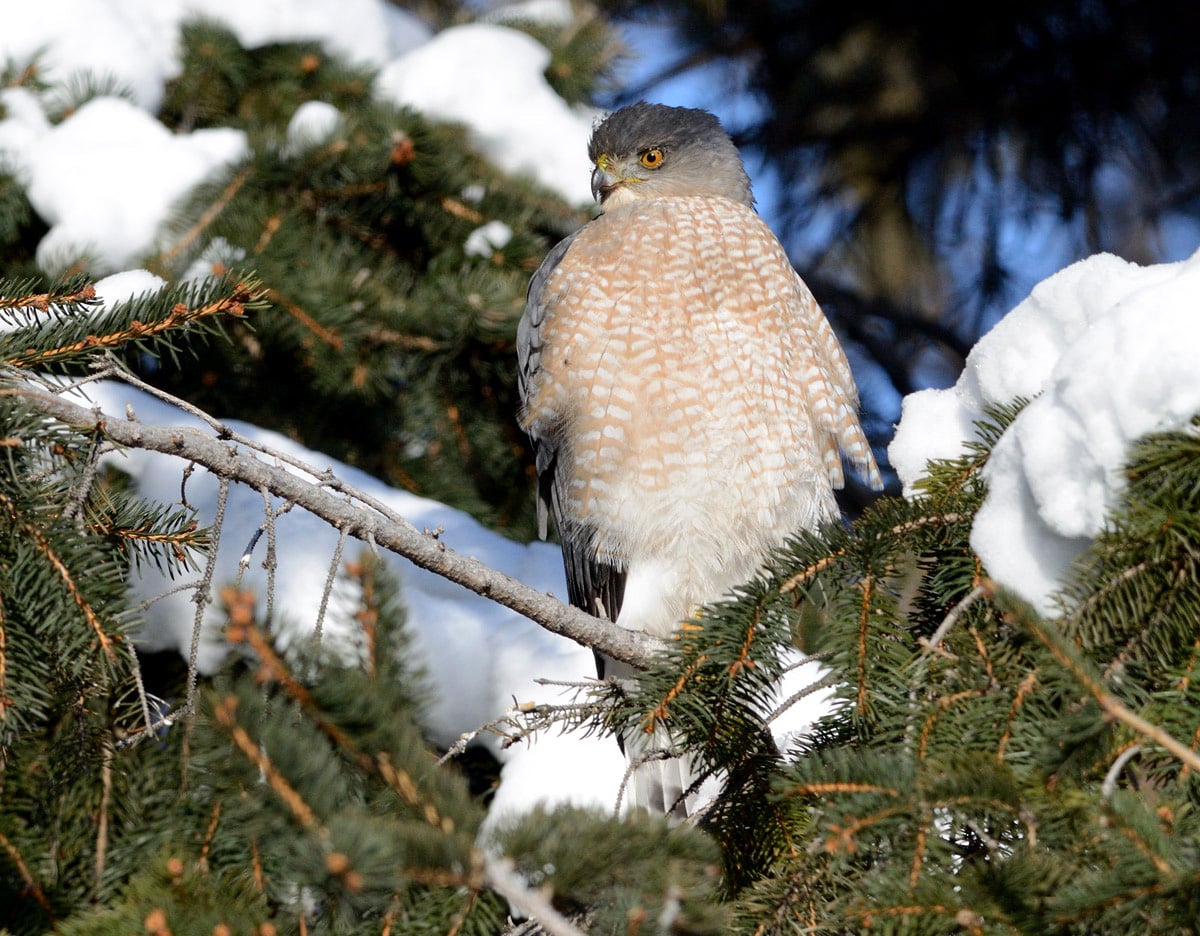 bird of month photo cooper