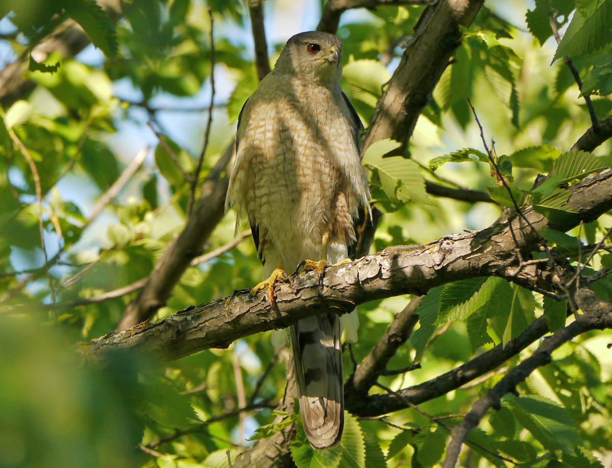 bird of month photo cooper