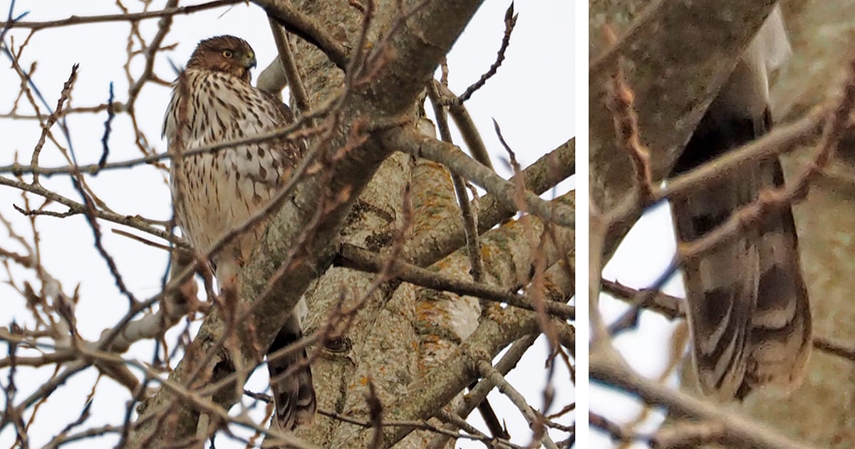 bird of month photo cooper