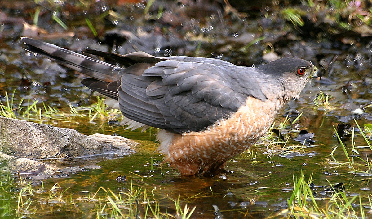 bird of month photo cooper