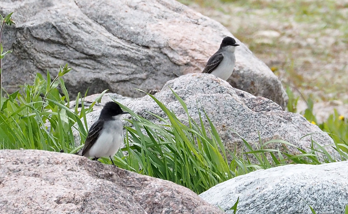 Bird Of Month Photo Eastern Kingbird EAKI2
