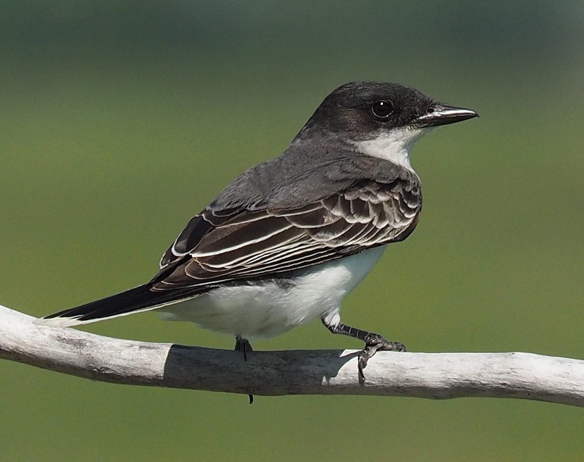 Bird Of Month Photo Eastern Kingbird EAKI3