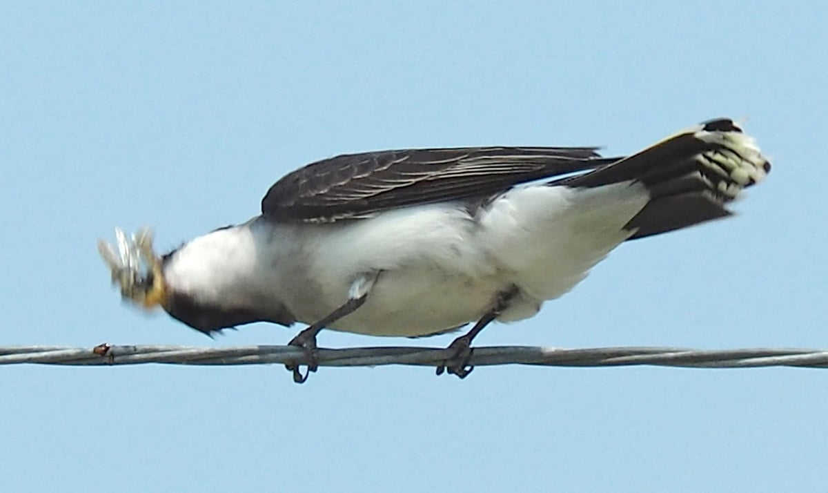Bird Of Month Photo Eastern Kingbird EAKI4