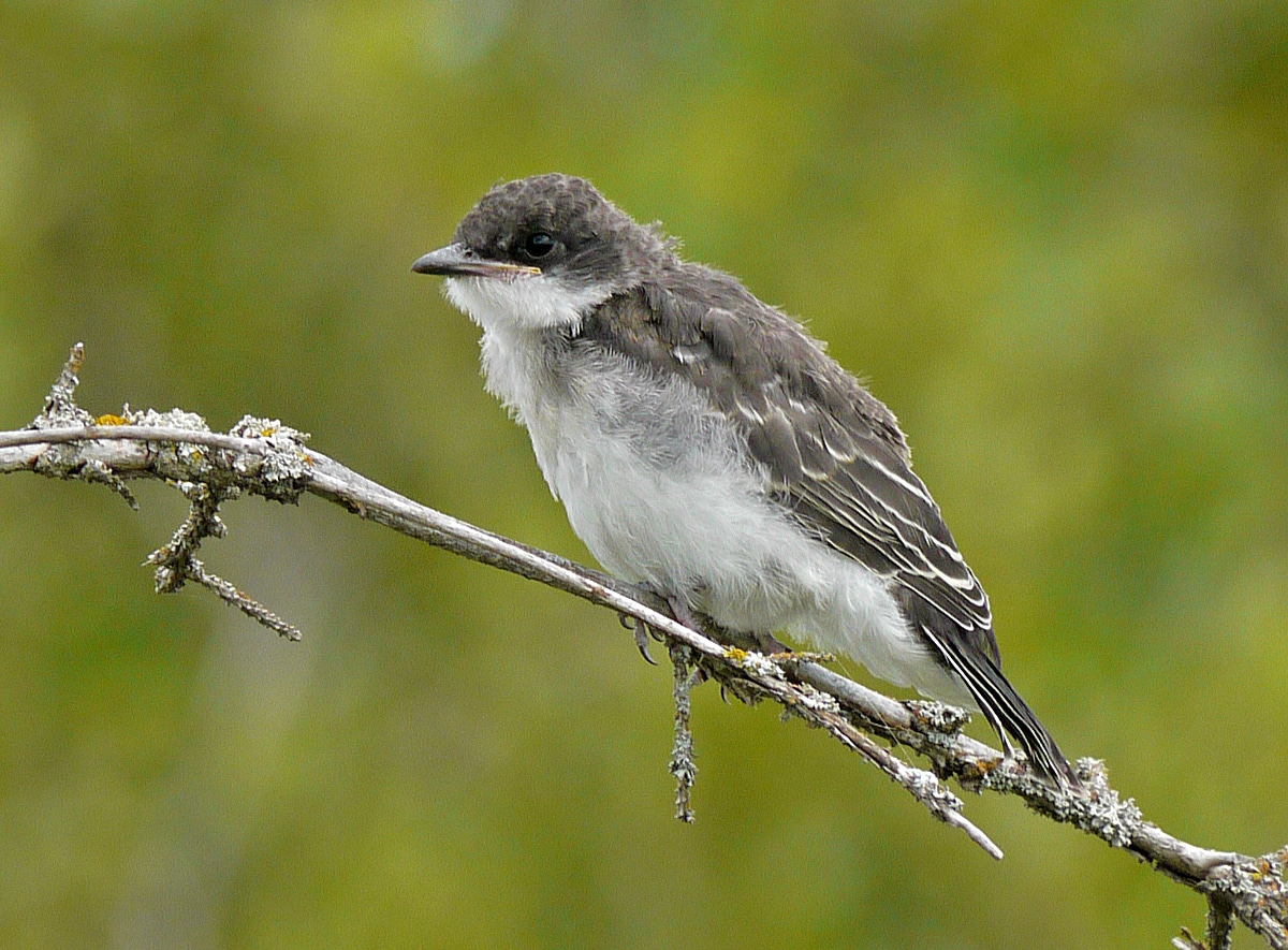 bird of month photo eastern kingbird eaki#5