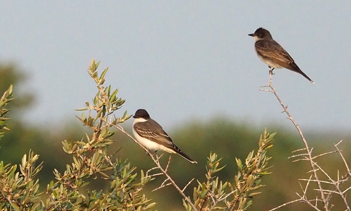 Bird Of Month Photo Eastern Kingbird EAKI6
