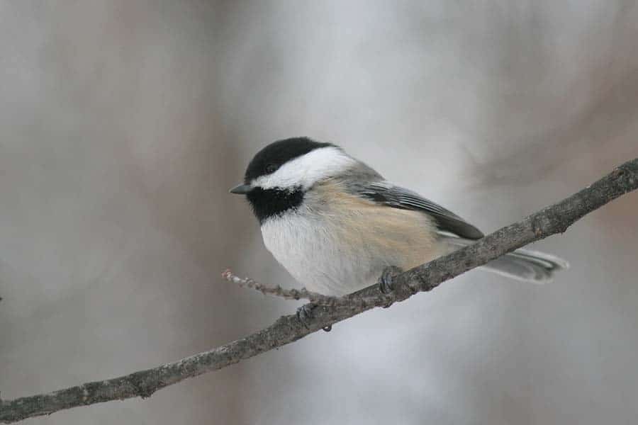 Black-capped Chickadee_7134