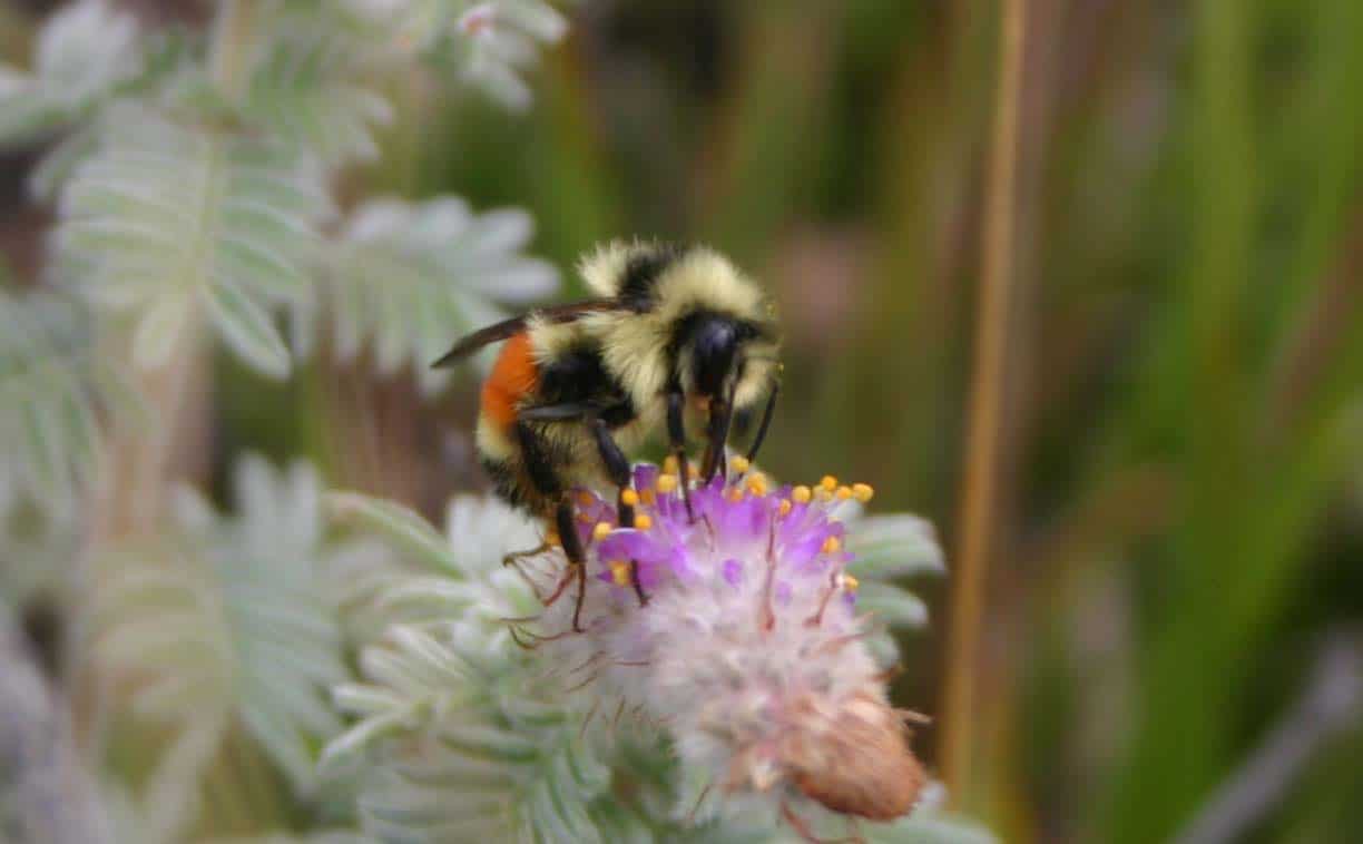 Bombus on Dalea villosum_crop