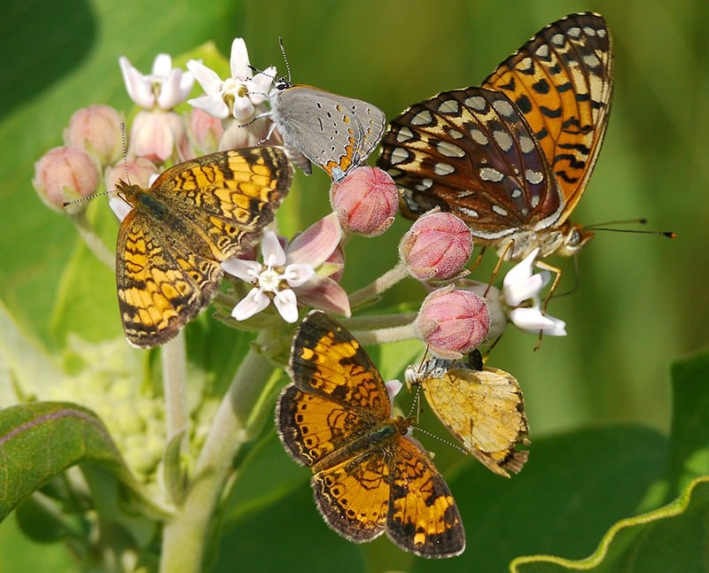 Butterfly-photo-for-NM-workshop-28mar2022_reduced