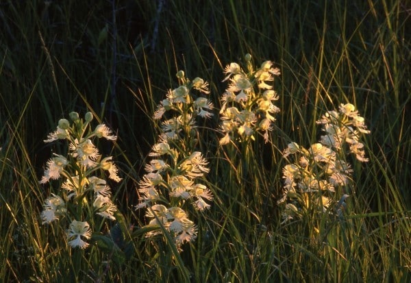 Donna Danyluk_fringed orchids_0