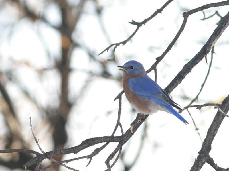 Eastern Bluebird 6