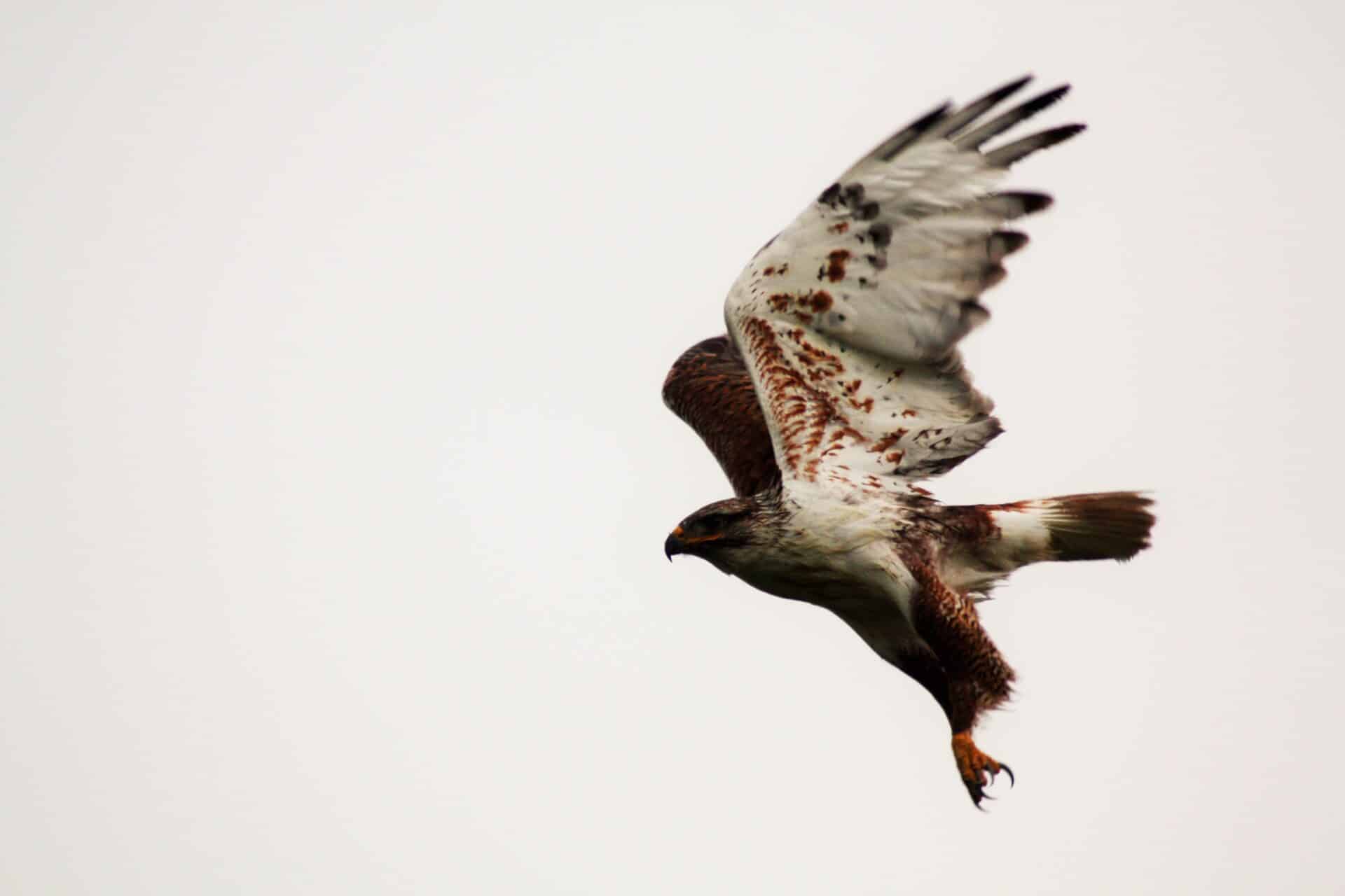 Ferruginous Hawk in flight_by Tim Poole