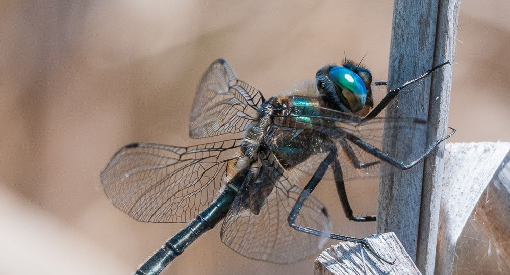 Figure 7 American emerald_DSD3432-2_CROP