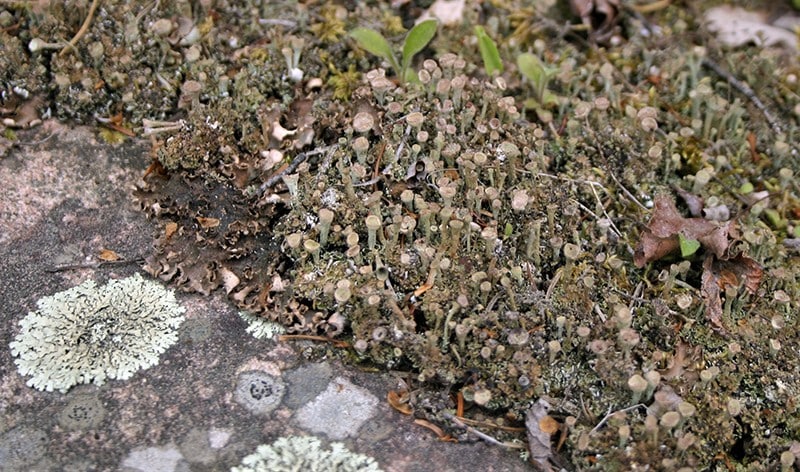Forest lichens_REDUCED