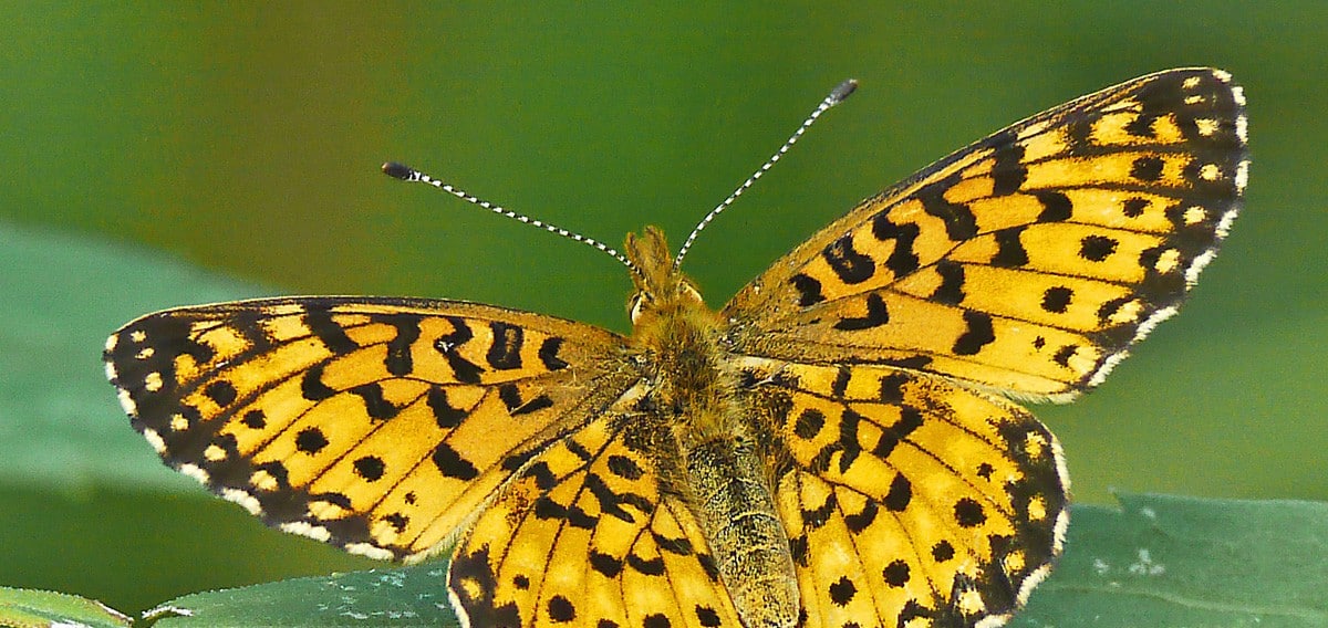 Fritillaries-Photo6-Silver-bordered-nr-MilnerRidgeMB-12aug2017-0747crop