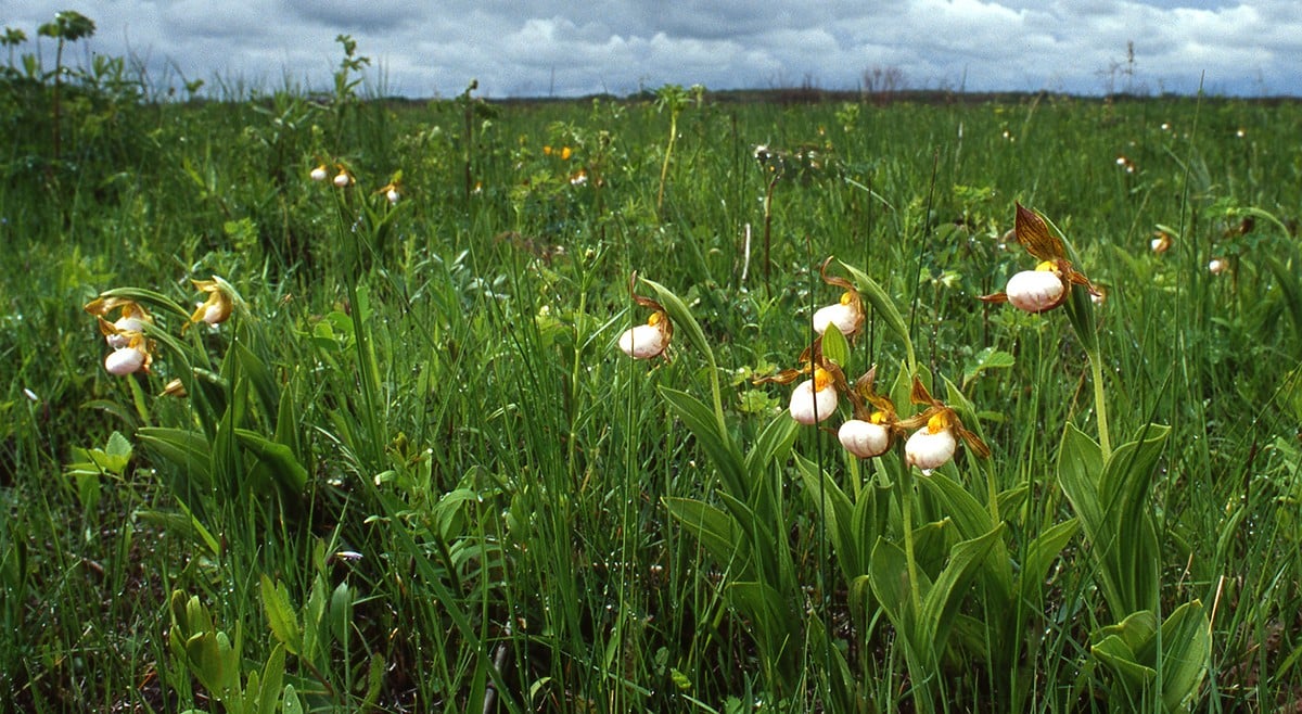 Ian Ward_small white lady slippers_reduced