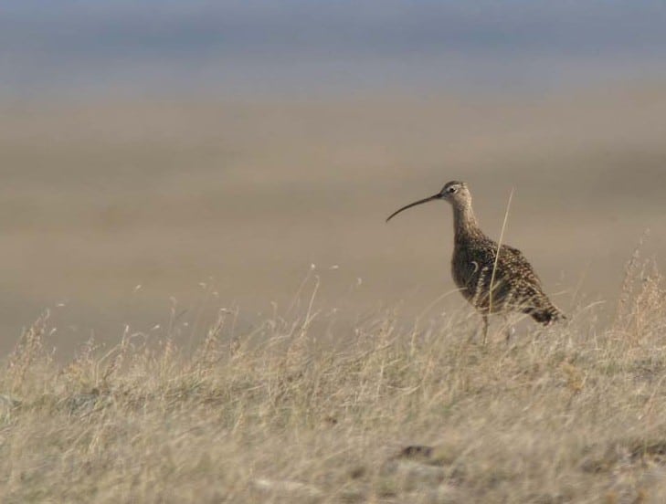 Long-billed Curlew 0004_Christian Artuso_reducedcrop