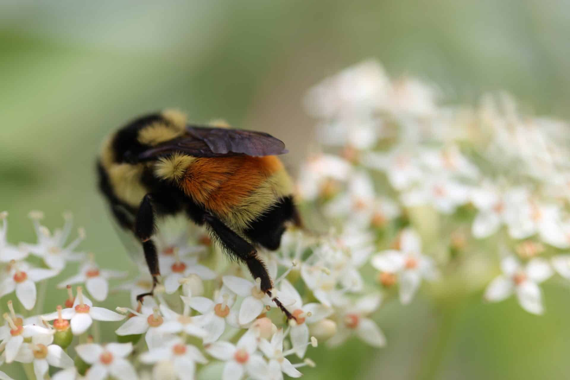 Melanie Dubois - Bombus (3)