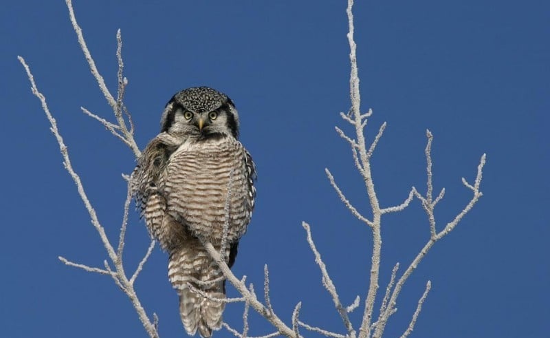 Northern Hawk Owl_u_caparoch_Manitoba Canada_February_Artuso_09_crop