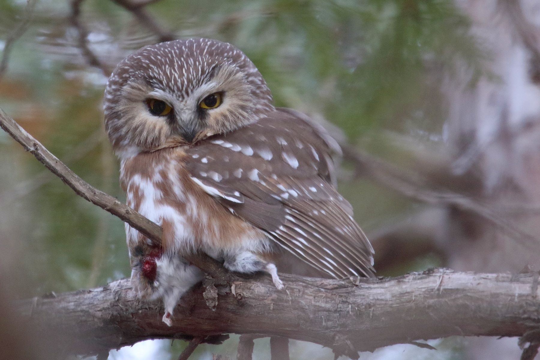 PHOTO 10 Northern Saw Whet Owl 5893 Vole