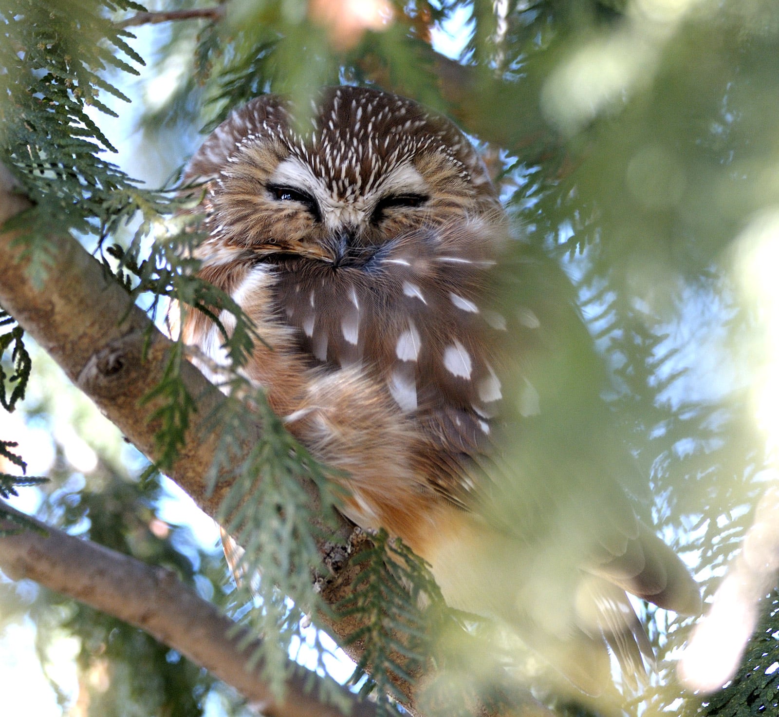 PHOTO 11 G Budyk Received Via R Koes Nov 6 2025 Birds NSWO St. Andrews Manitoba Garry Budyk