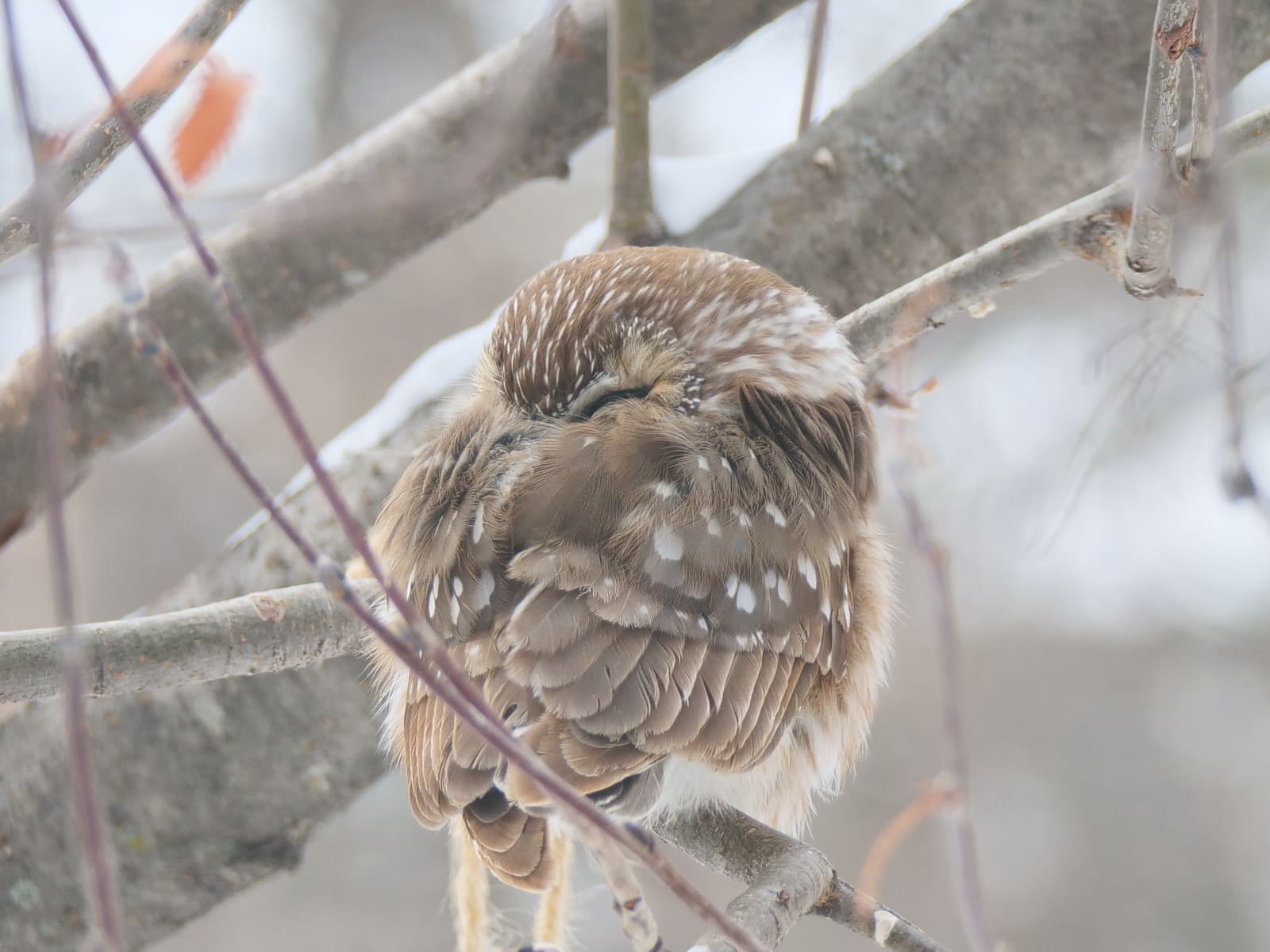 PHOTO 12 NSWO Feb 21 2022 Liberty St Winnipeg MB Head Under Wing K Schulz P1045096