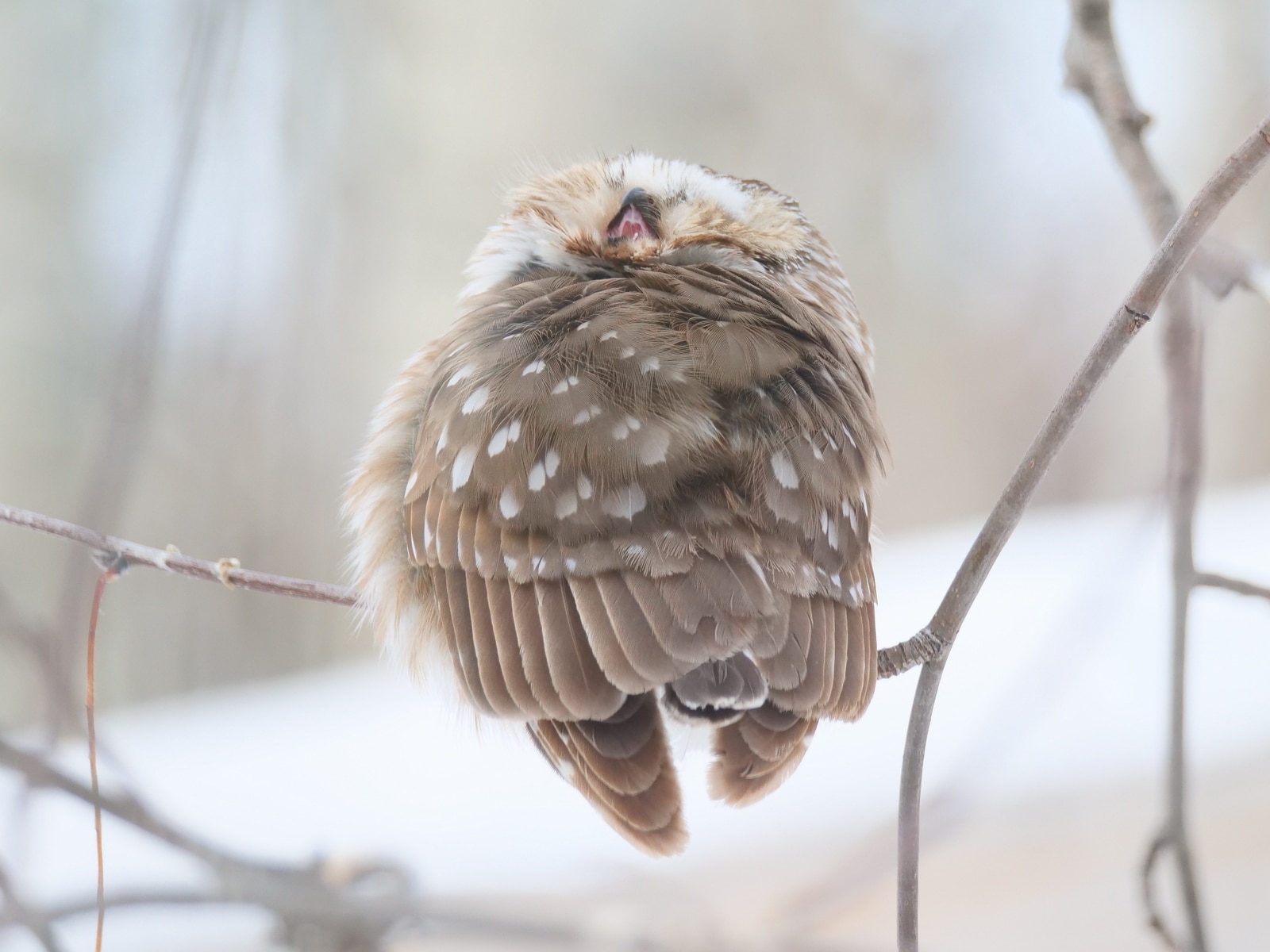 PHOTO 13 NSWO Feb 21 2022 Liberty St Winnipeg MB Yawning K Schulz P1045064