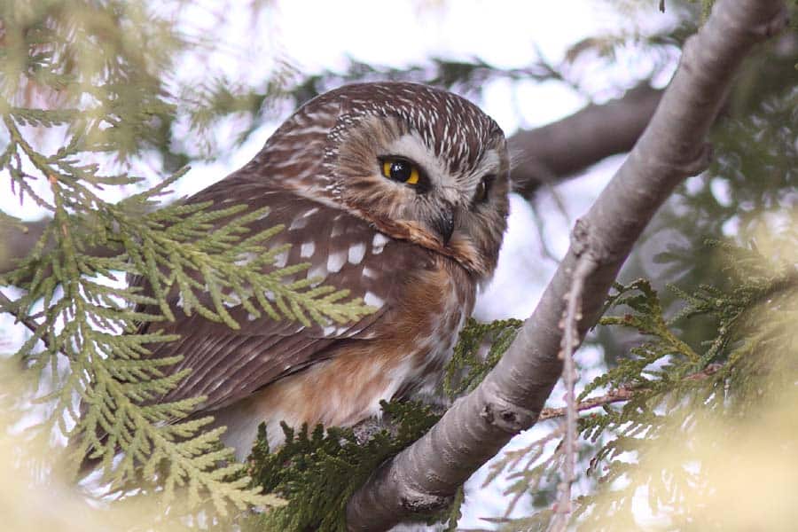 PHOTO 14 Northern Saw Whet Owl 0908 Artuso