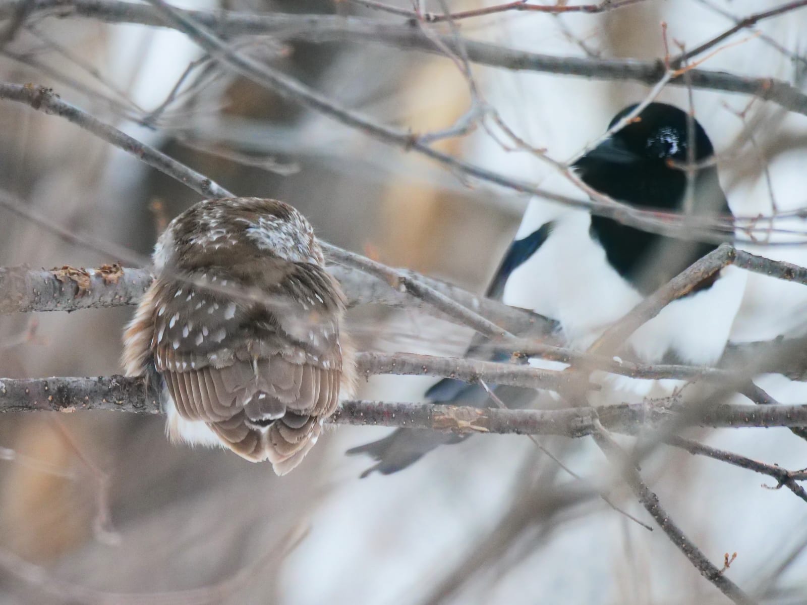 PHOTO 2 NSWO With BBMA Feb 21 2022 Liberty St Winnipeg MB K Schulz P1045020