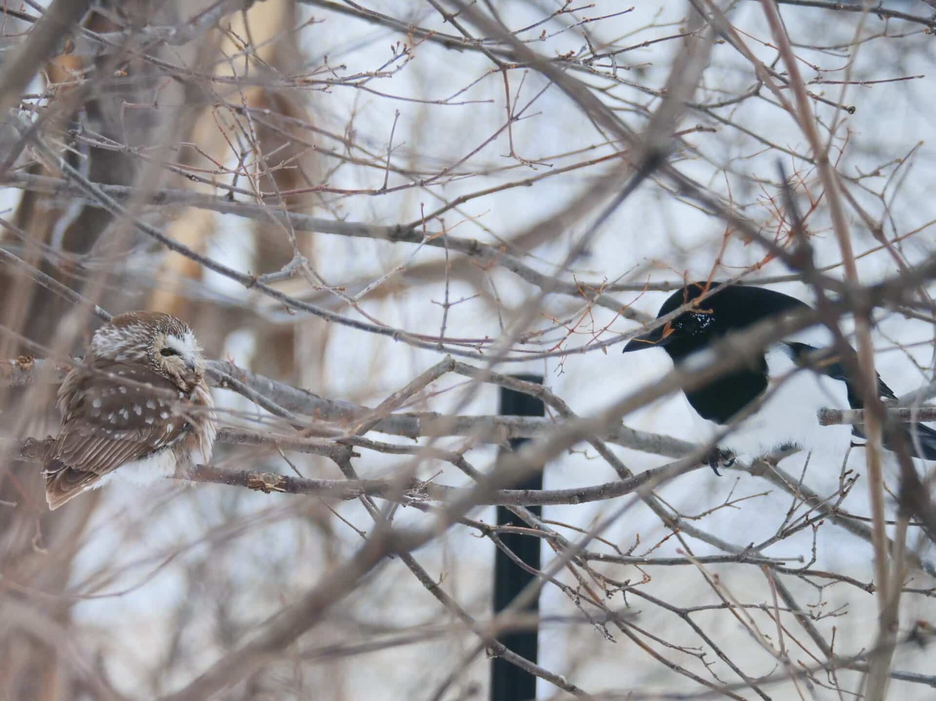 PHOTO 3 NSWO With BBMA Feb 21 2022 Liberty St Winnipeg MB K Schulz P1045027 1920x1439