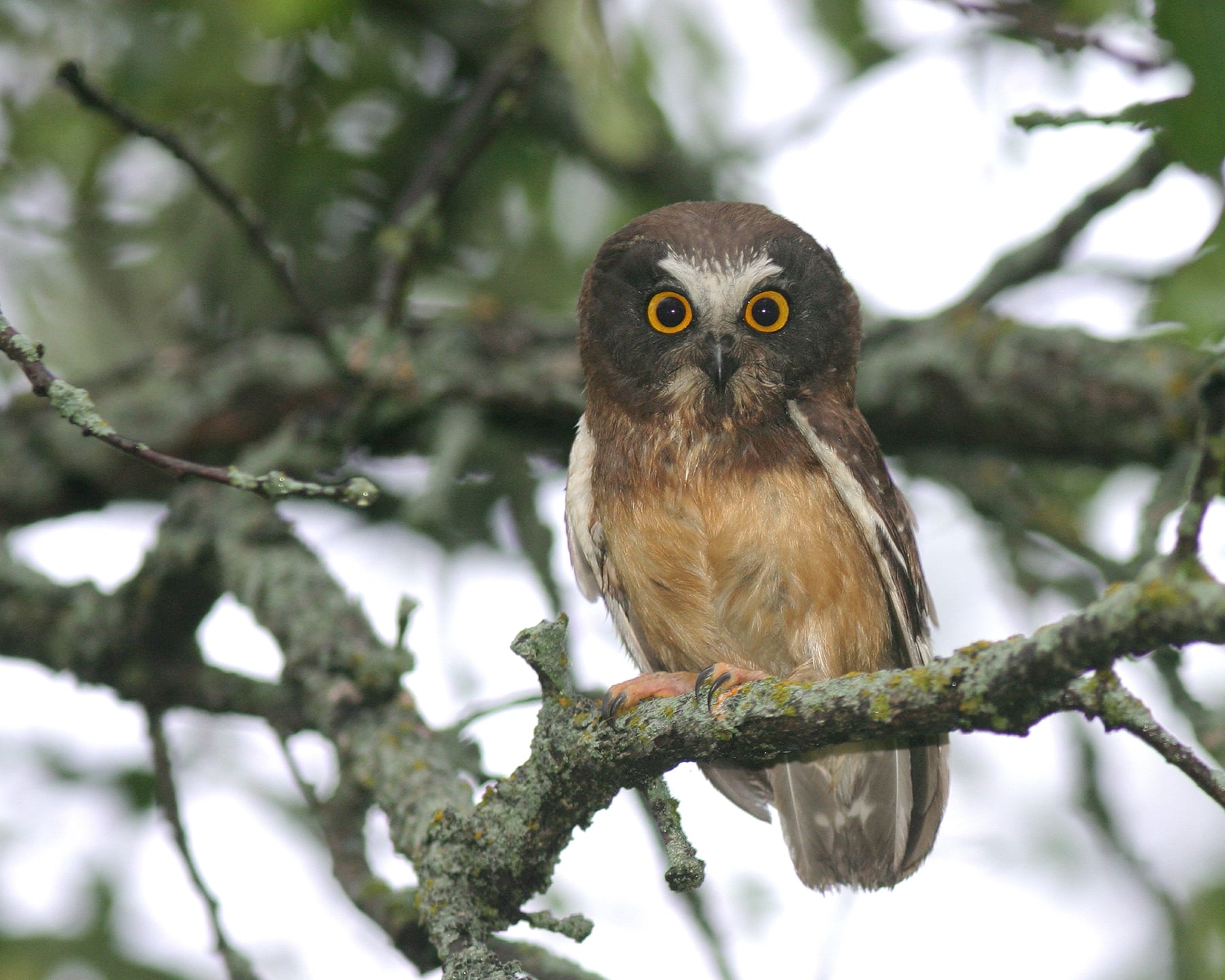 PHOTO 4 Northern Saw Whet Owl Immature ChristianArtuso