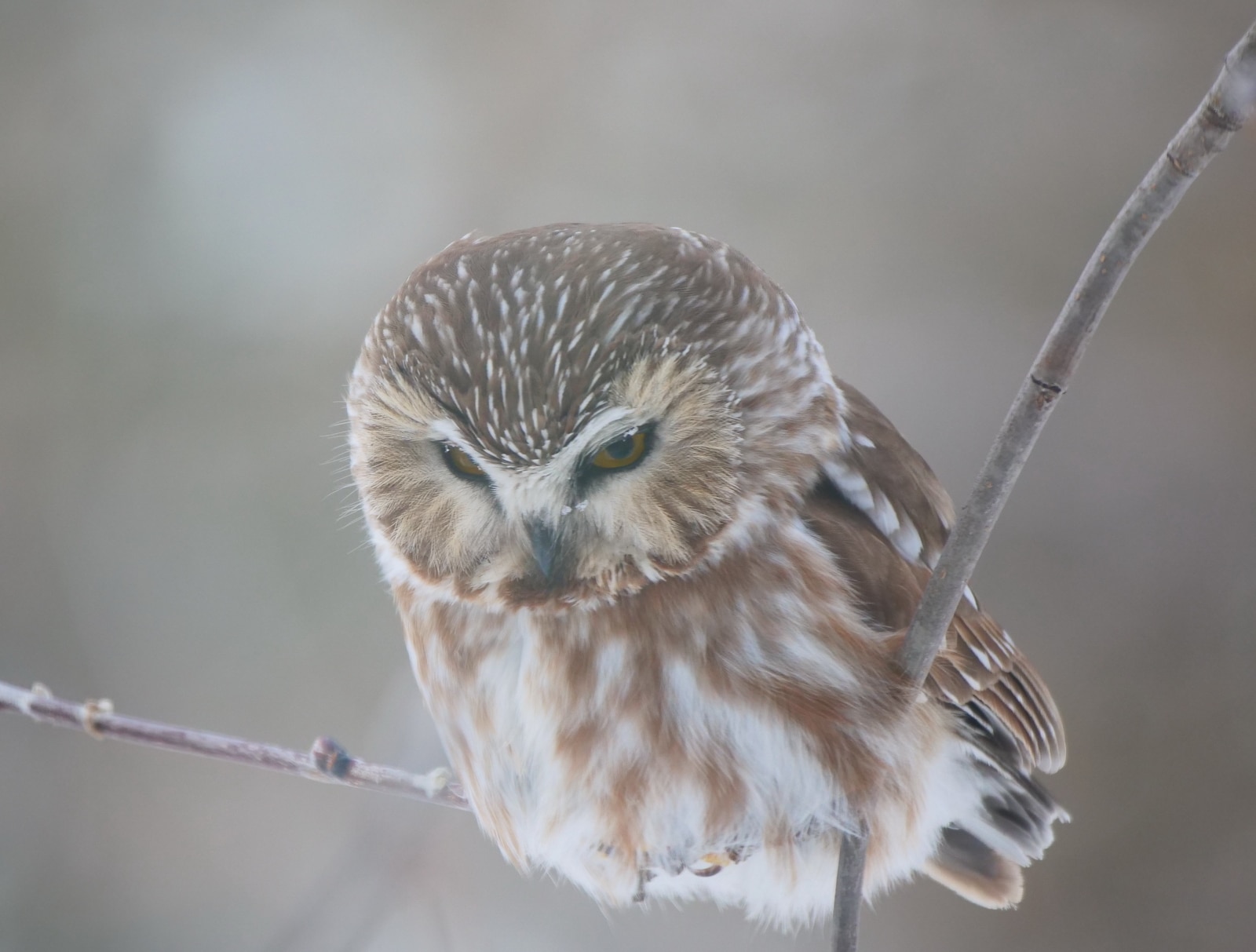 PHOTO 5 NSWO Feb 21 2022 Liberty St Winnipeg MB K Schulz P1045074