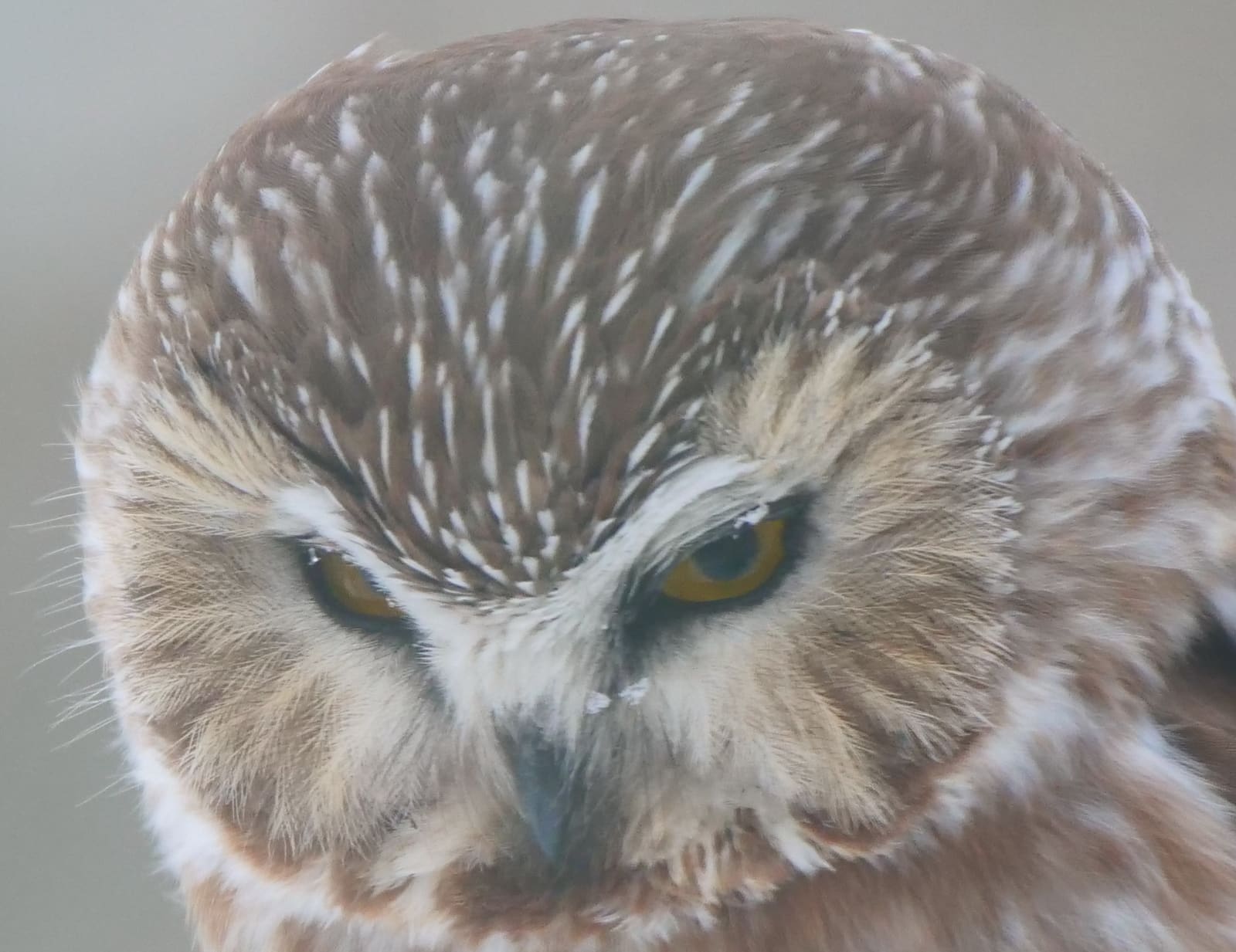 PHOTO 6 NSWO Close Up Of Facial Disc Feb 21 2022 Winnipeg MB K Schulz P1045074