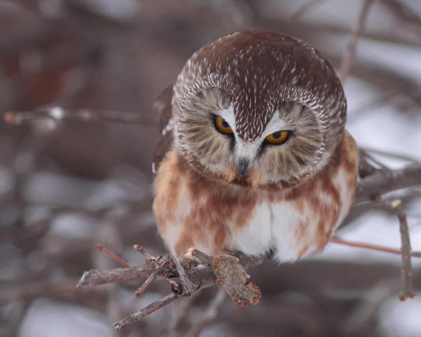 PHOTO 7 Northern Saw Whet Owl 0749 ChristianArtuso Cropped