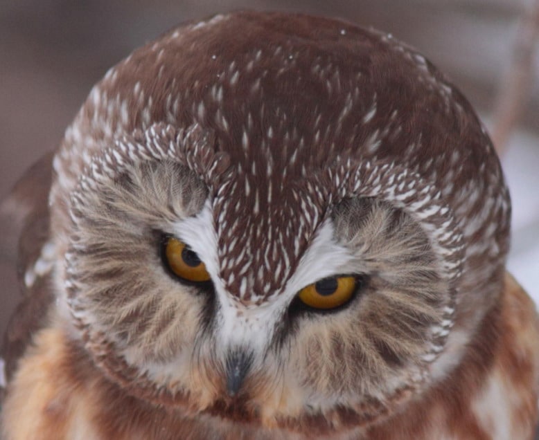 PHOTO 8 Northern Saw Whet Owl 0749 ChristianArtuso Close Up Of Facial Ruff