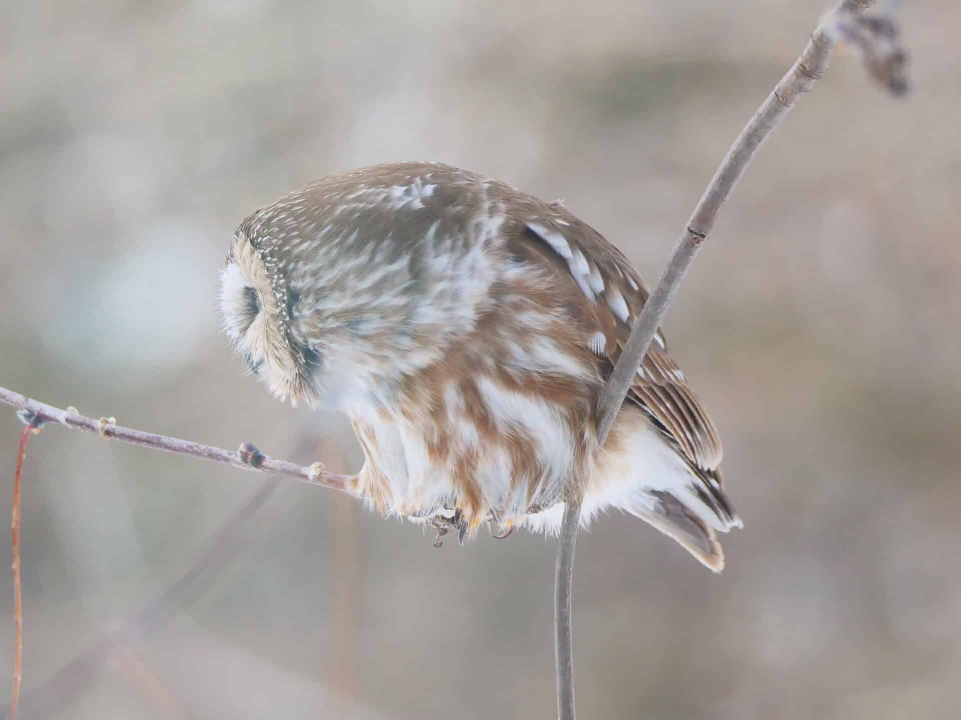 PHOTO 9 NSWO Feb 21 2022 Libery St Winnipeg MB Fixed On Potential Prey CORE K Schulz P1045083 1920x1439