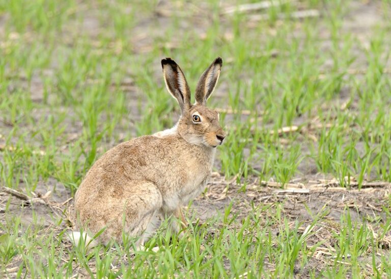 Jack Rabbit Manitba White-tailed Jackrabbit – Nature Manitoba