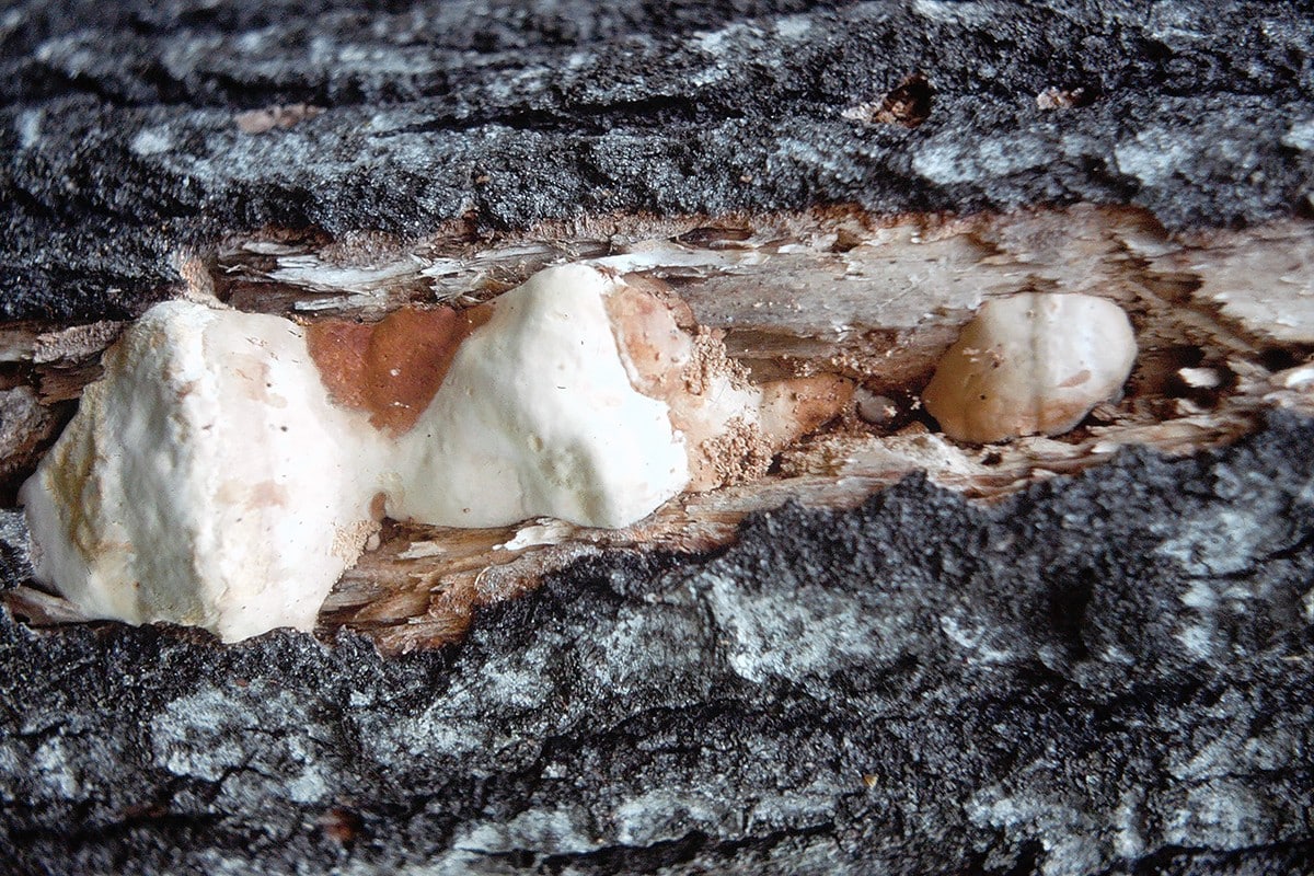 WoodFungusVictoriaBeach_1976