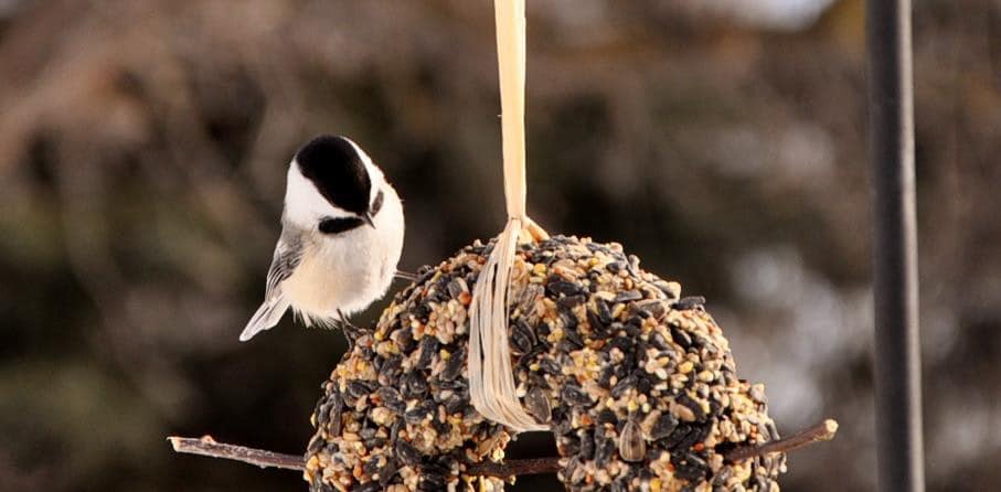 birdfeeder_laura_meuckon_crop