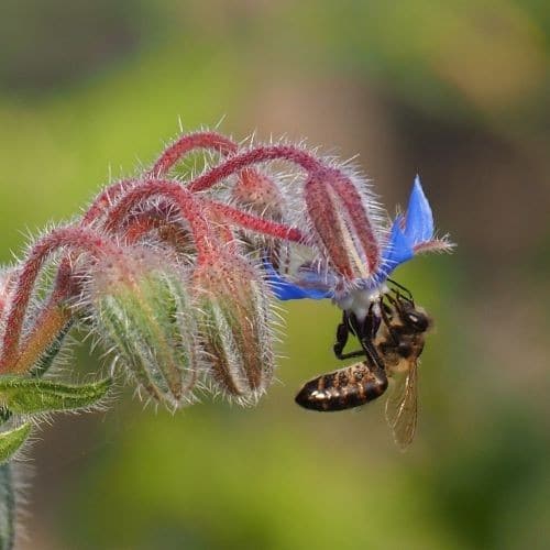 borage withBee500