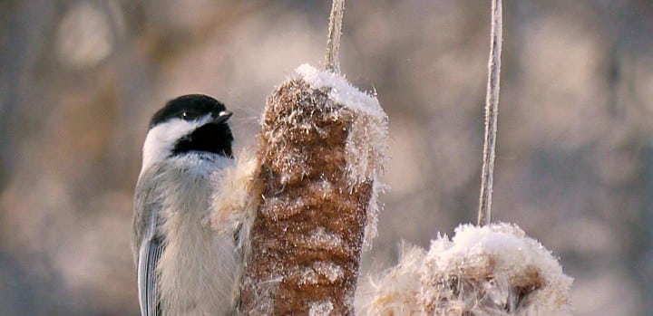 chickadee_crop