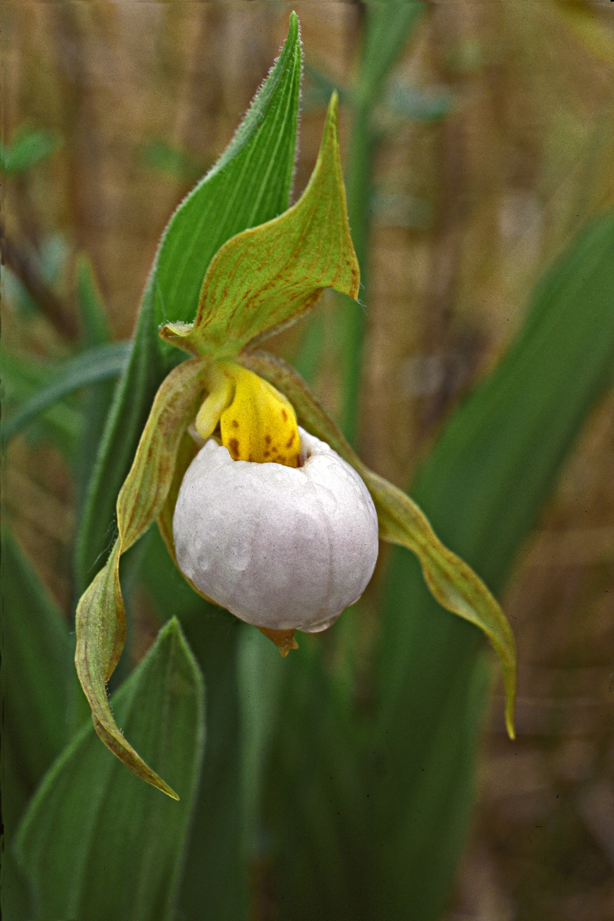 Small White Lady’s-slipper in the Tall Grass Prairie Preserve | Lorne Heshka