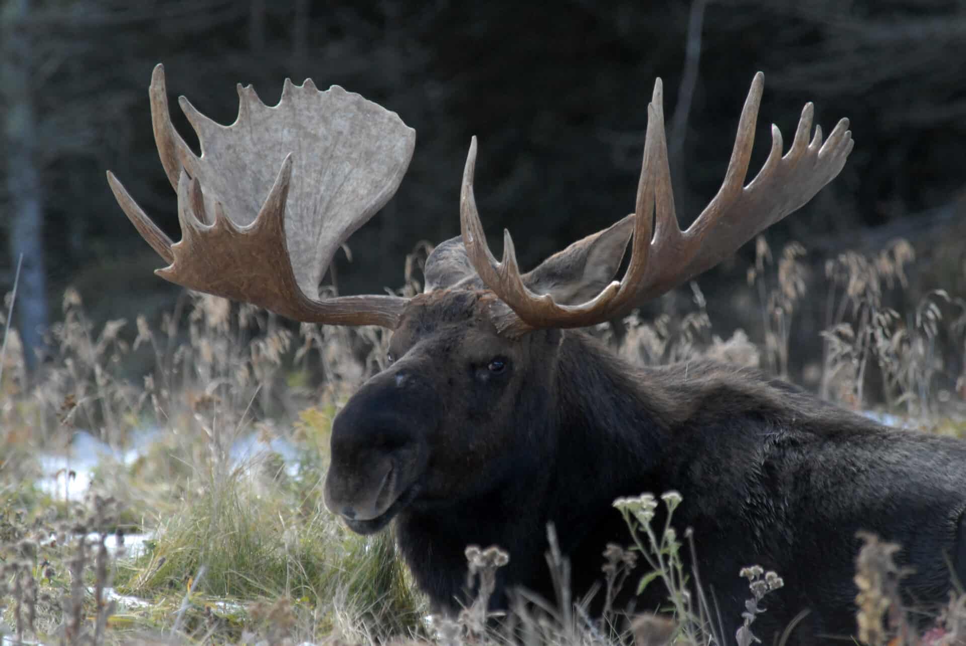 Bull moose in Riding Mountain National Park (Dr. Vince Crichton)