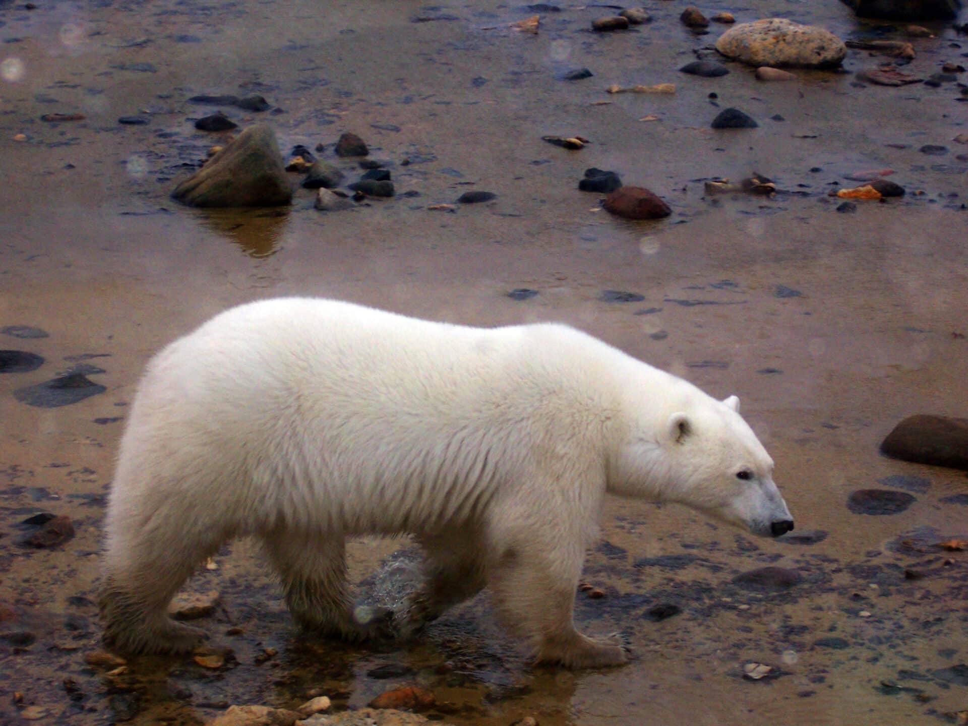 Polar bear seen from a Tundra Buggy at the CNSC (Martin Zeilig)