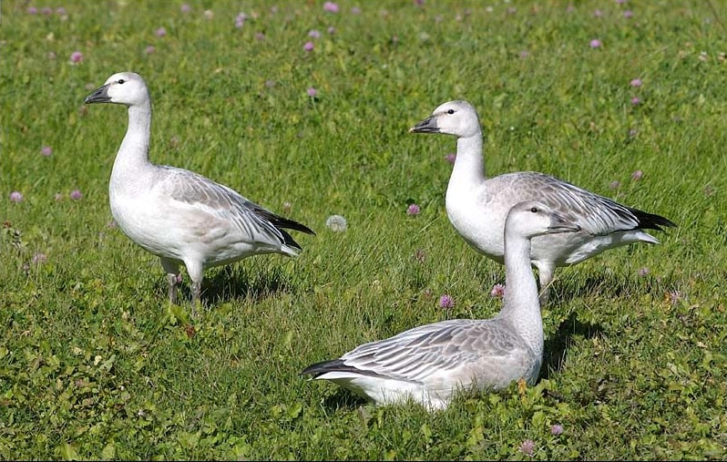 Snow Goose juveniles at Victoria Beach in 2008 (Garry Budyk)
